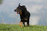 BEAUCERON 605